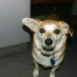 Meet your Posher, Libby